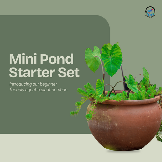 Mini Pond Starter Set