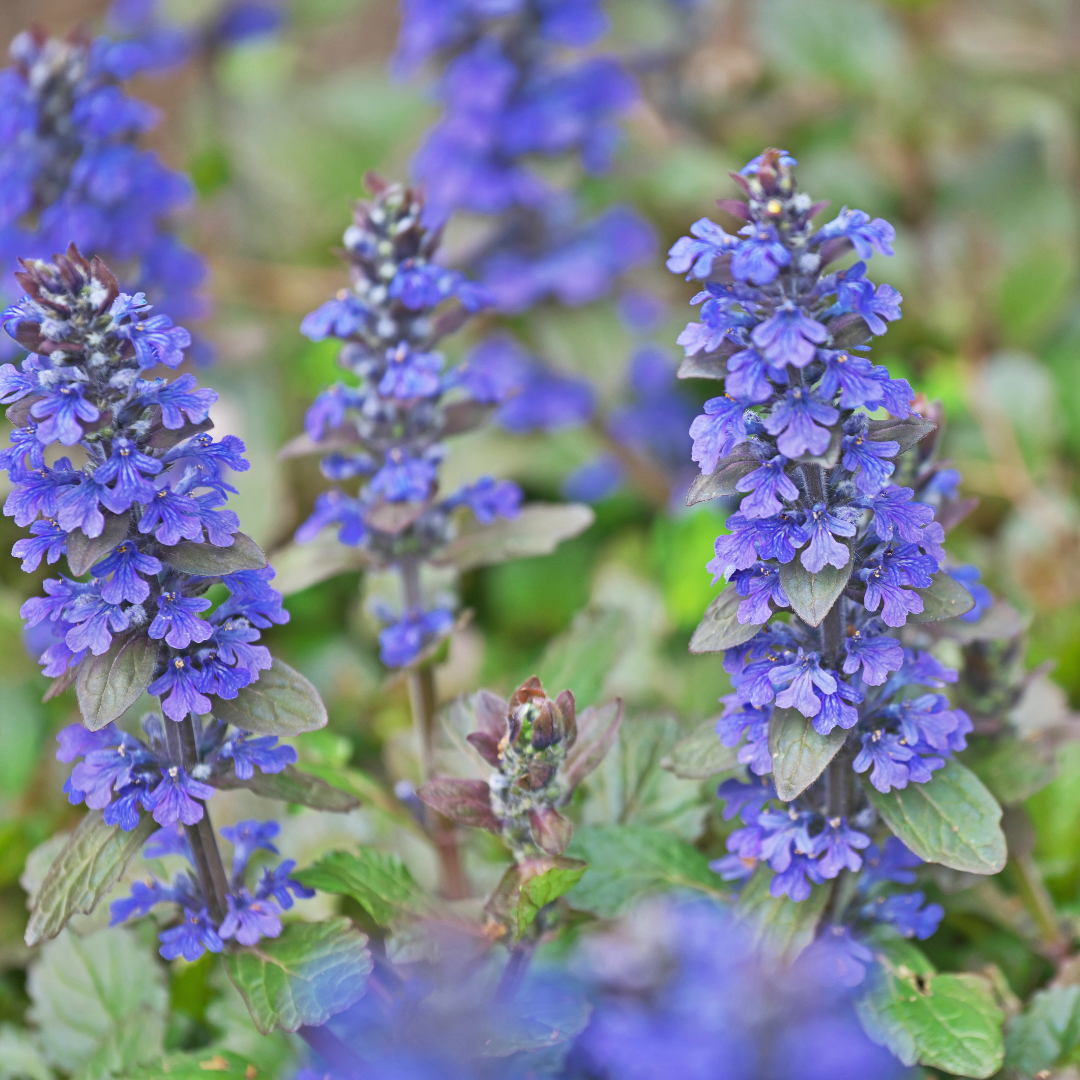 Ajuga reptans