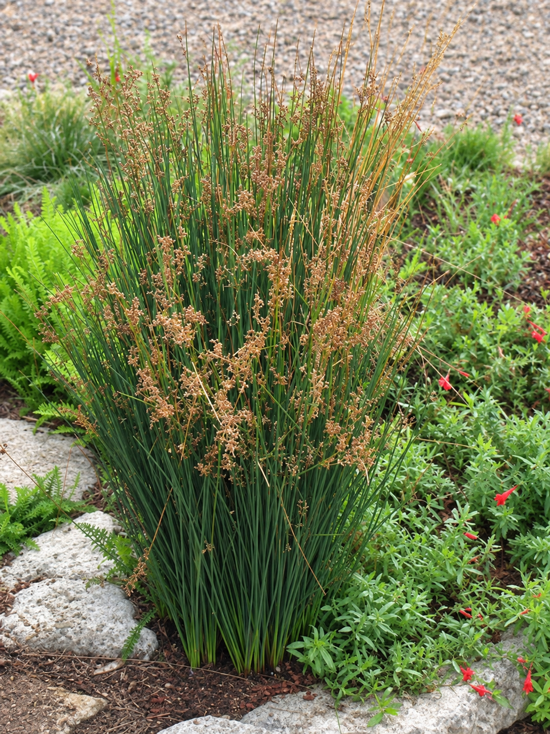 Juncus patens