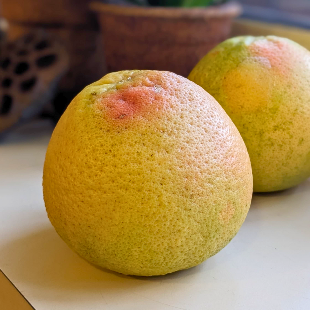 Ruby Red Grapefruit (Bangalore)