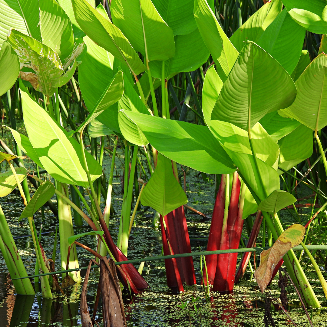 Plant Combo Set 2