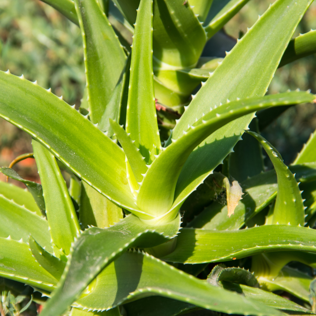 Aloe barbadensis miller