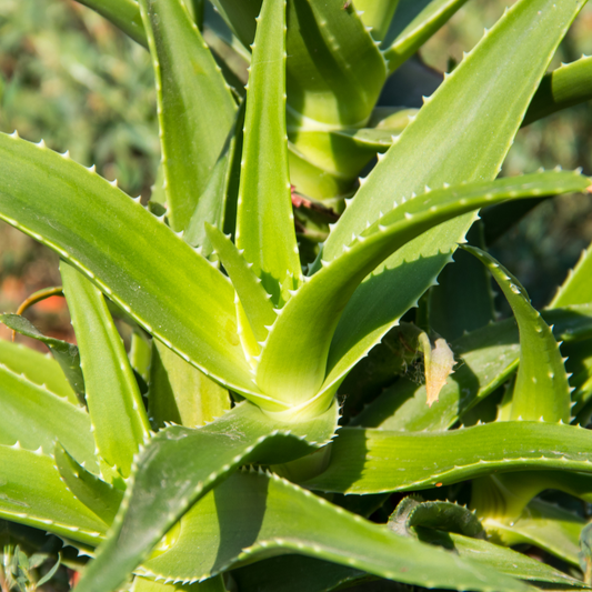 Aloe barbadensis miller