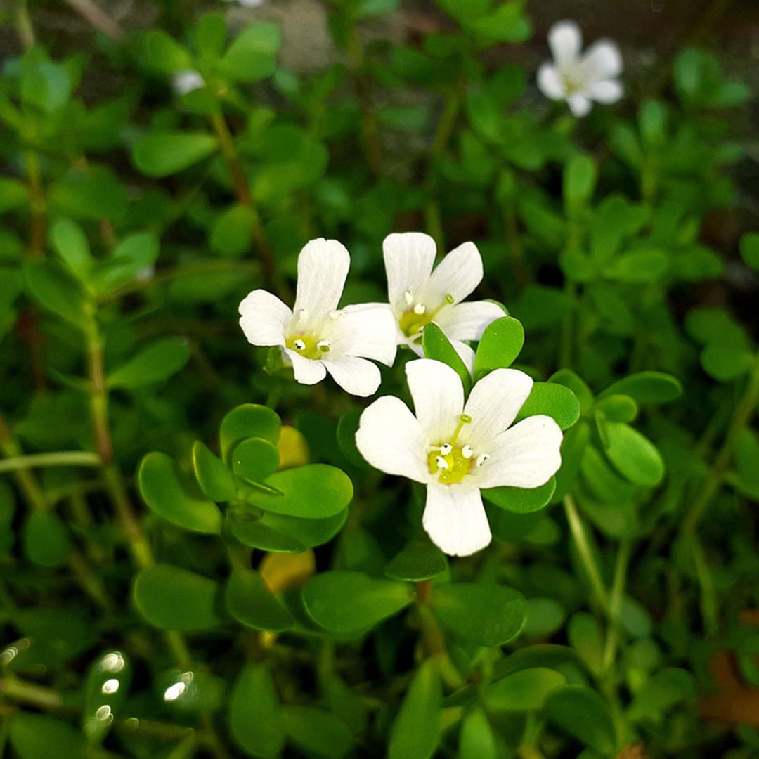 Bacopa monnieri