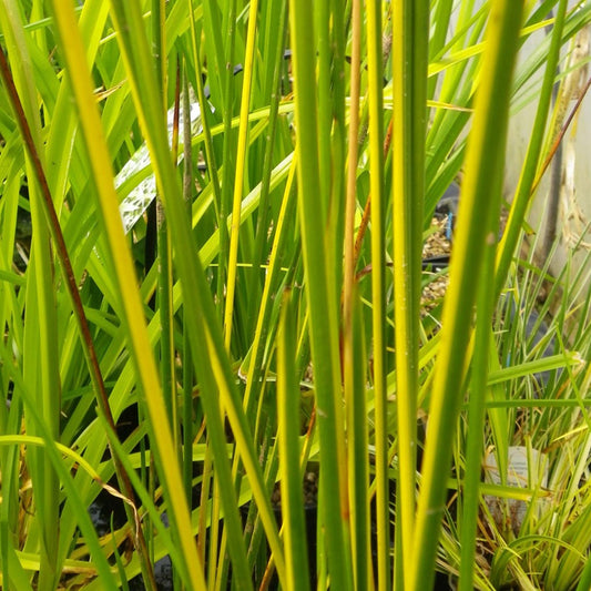 Baumea Rubiginosa Variegata