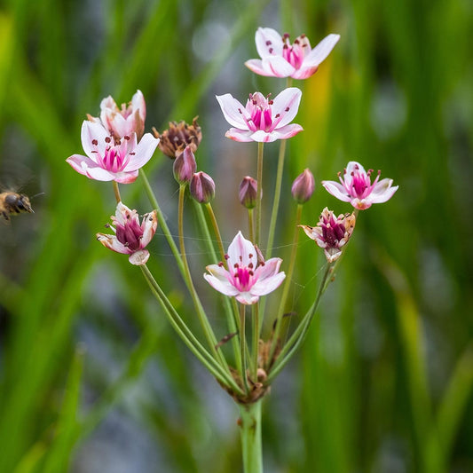 Butomus umbellatus