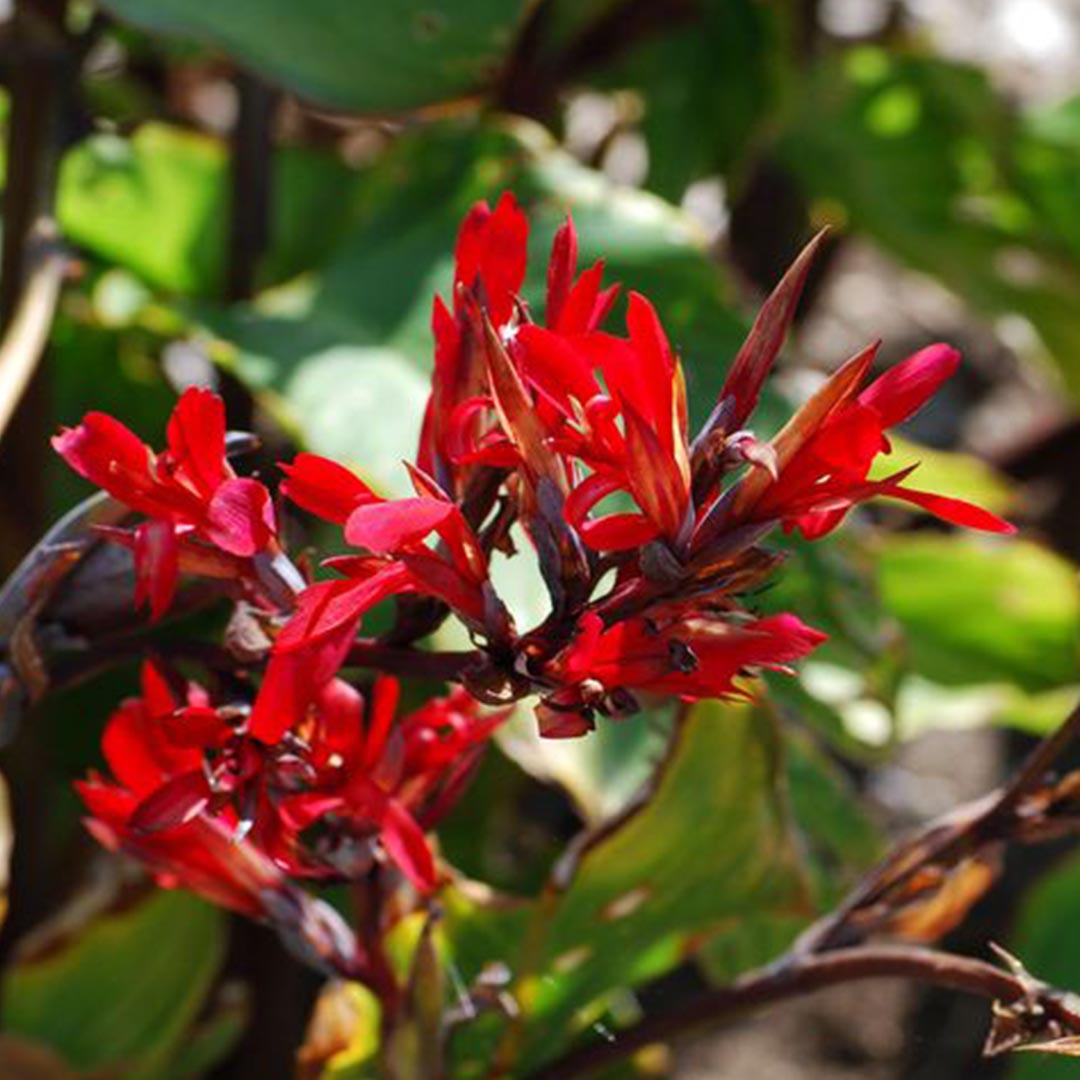 Canna generalis