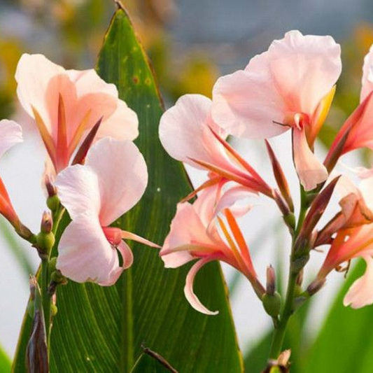 Canna glauca (Peach)