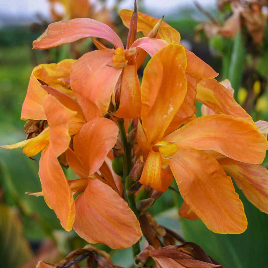 Canna glauca (Light Orange)