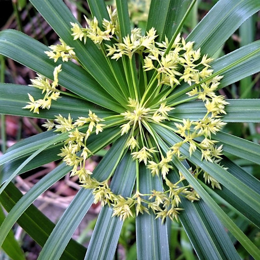 Cyperus alternifolius