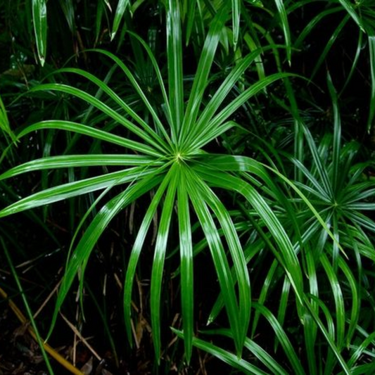 Cyperus involucratus