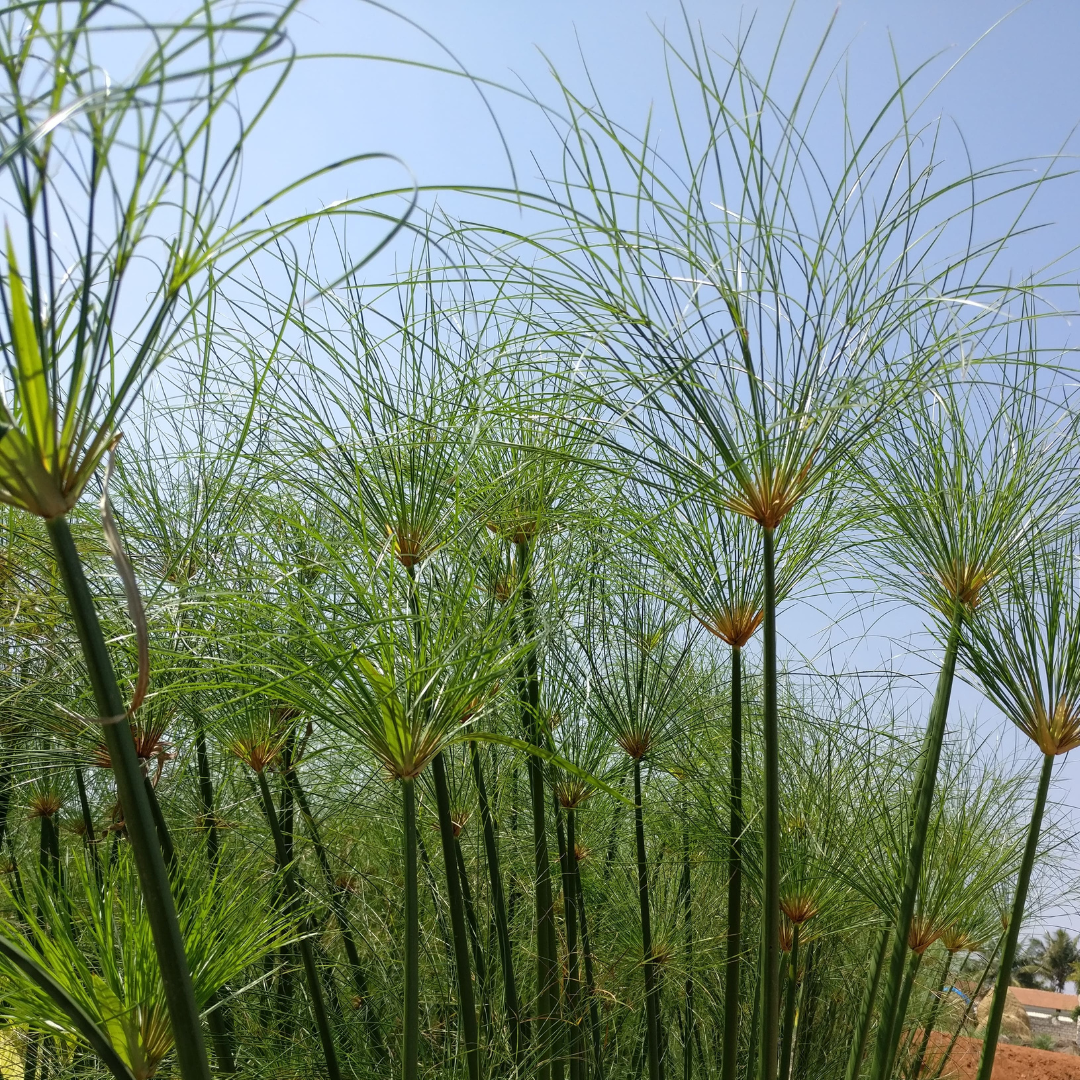 Cyperus papyrus (tall)