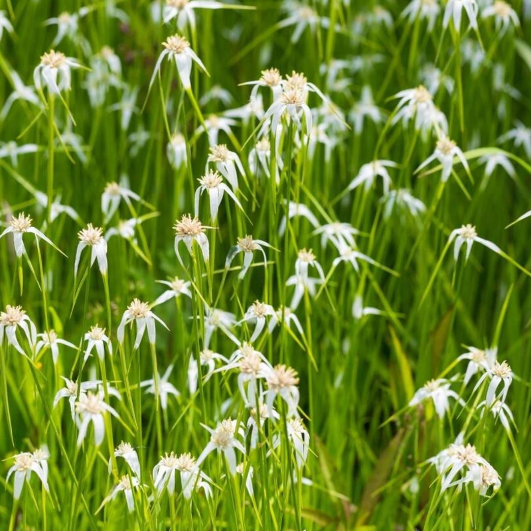 Dichromena latifolia
