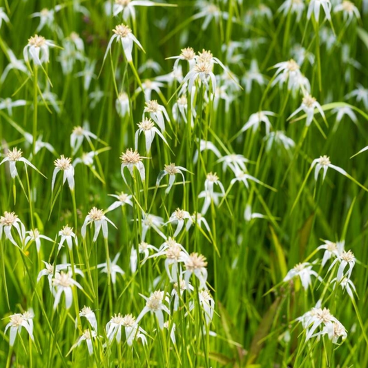 Dichromena latifolia