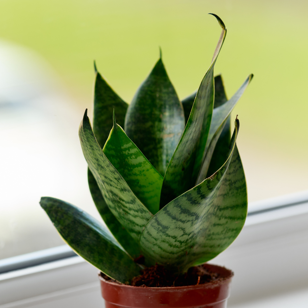 Sansevieria Hahnii