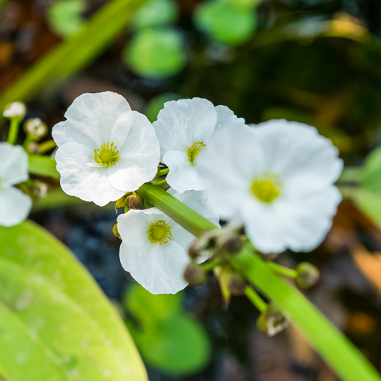 Echinodorous cordifolius