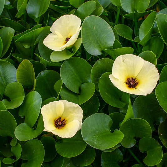 Hydrocleys nymphoides