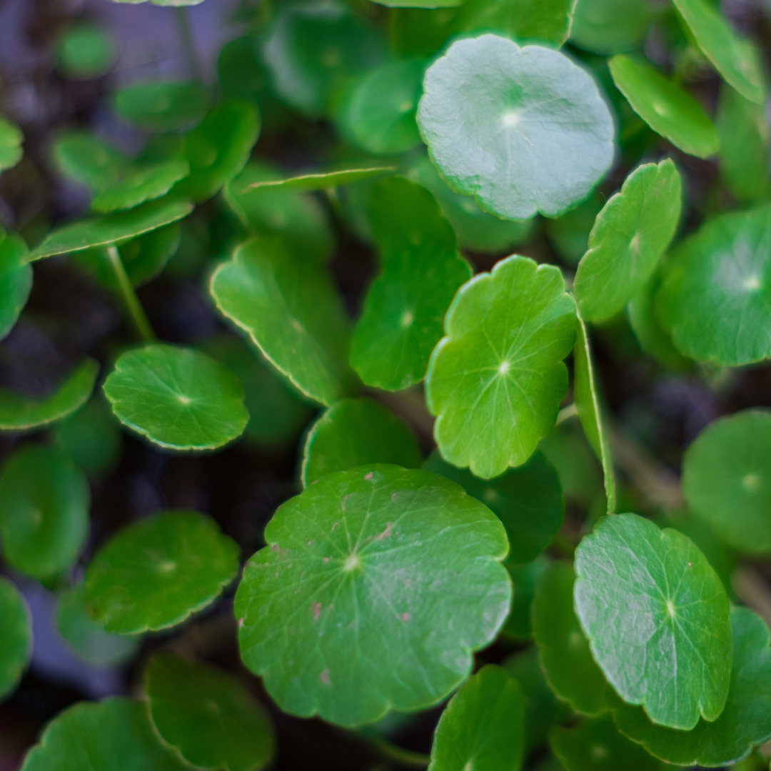Hydrocotyle verticillata