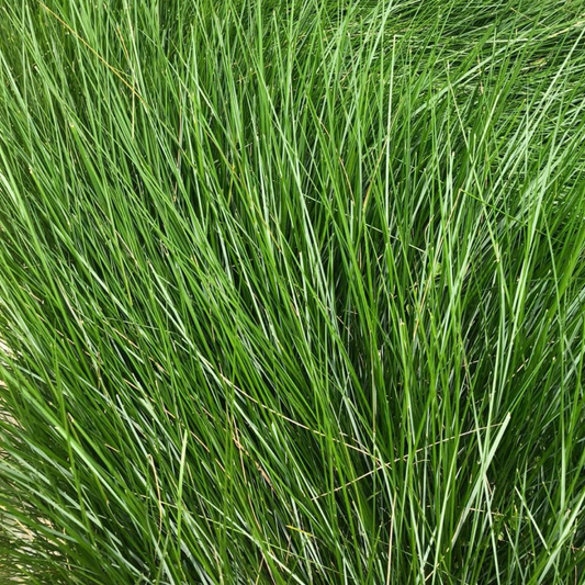 Juncus patens
