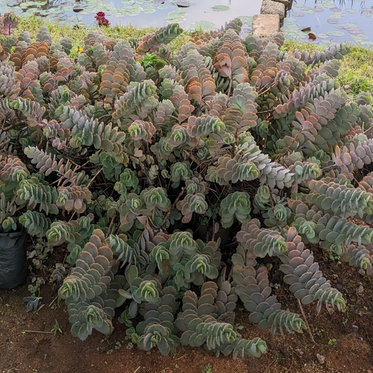 Kalanchoe fedtschenkoi