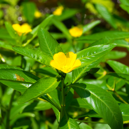 Ludwigia peploides
