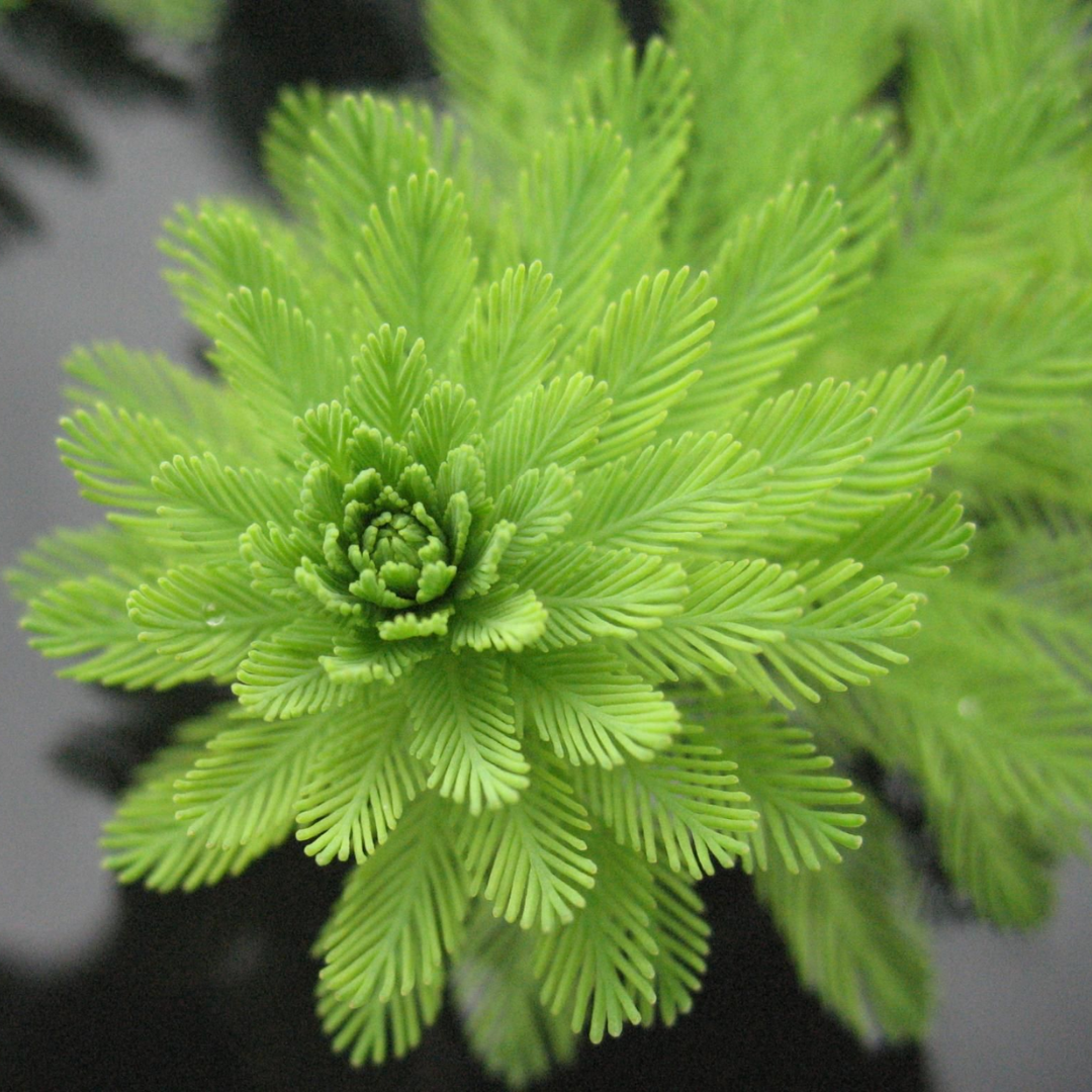 Myriophyllum aquaticum