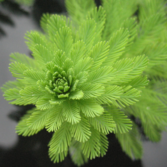 Myriophyllum aquaticum