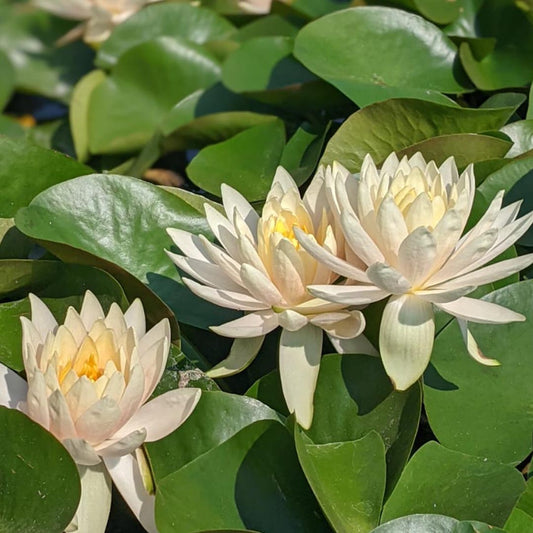 Nymphaea 'Marliacea Chromatella'