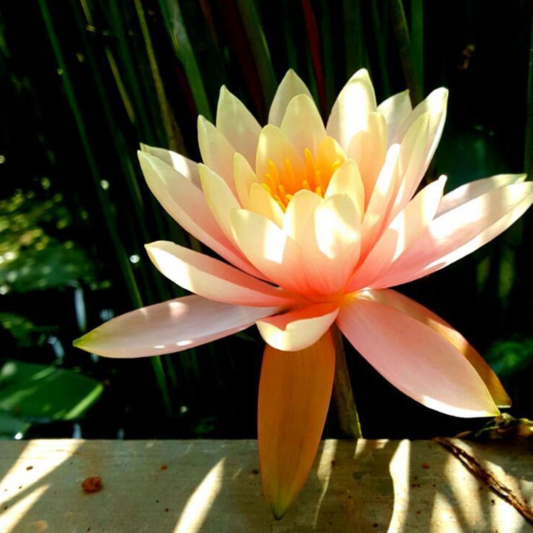 Nymphaea 'Peach Glow'
