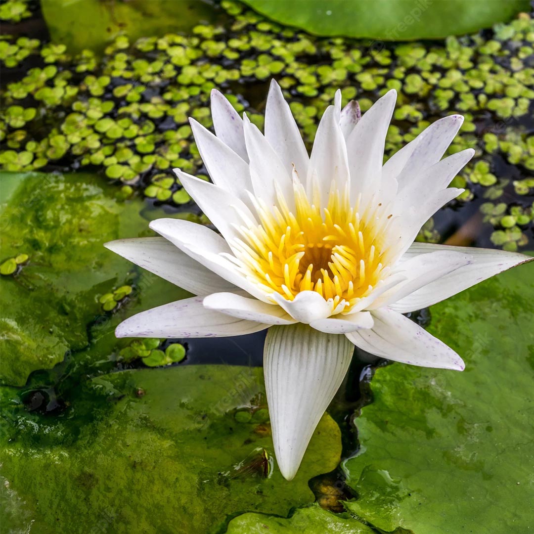 white water lily flower Nymphaea nouchali (White)