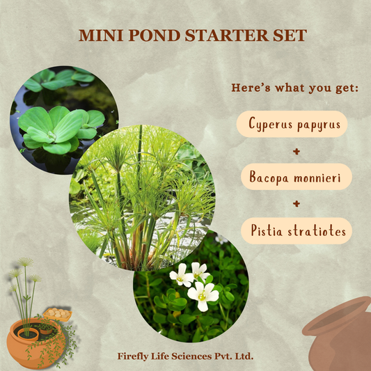 Mini Pond Starter Set