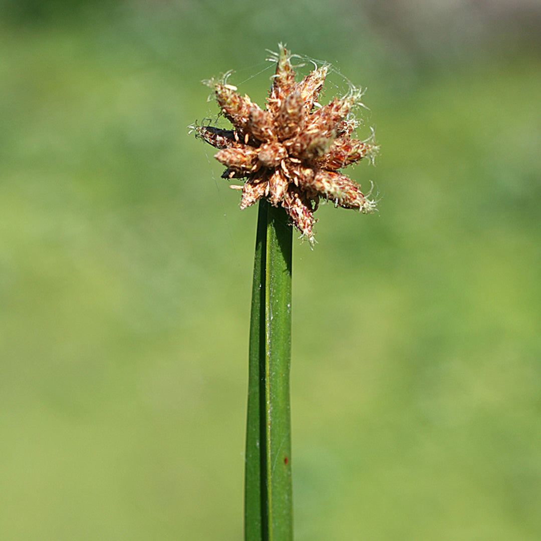 Schoenoplectus americanus