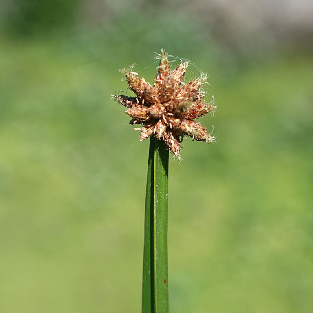 Schoenoplectus americanus