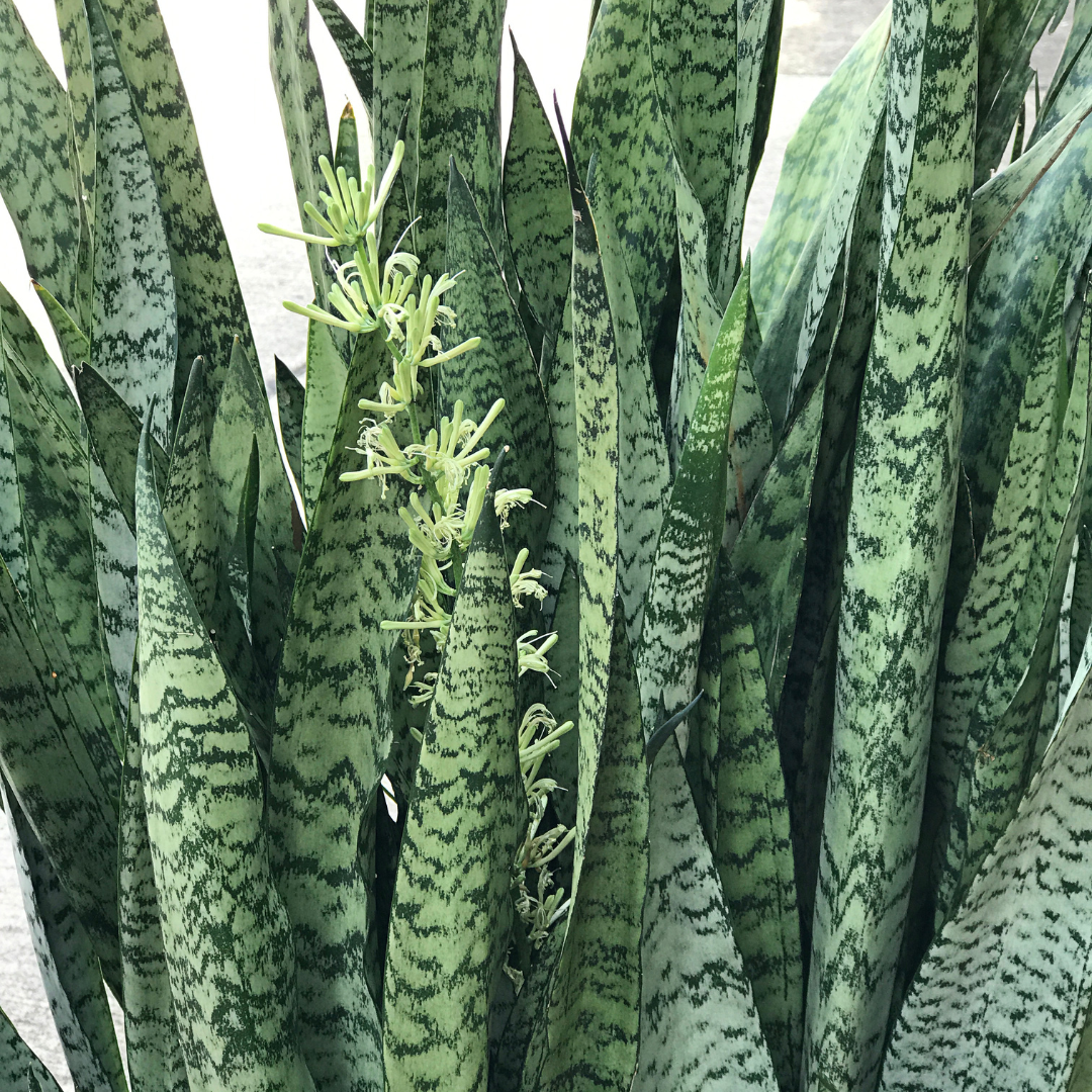 Dracaena trifasciata