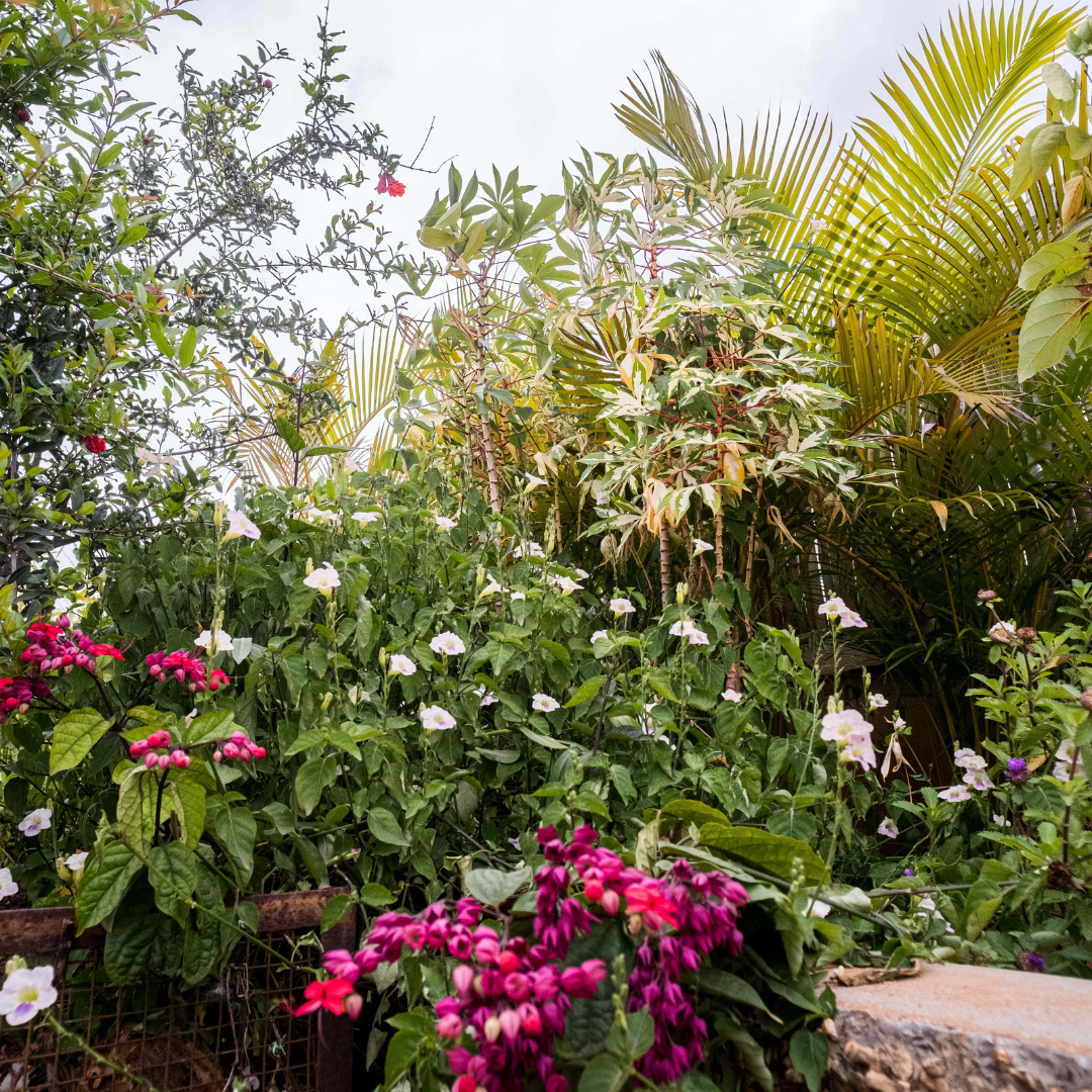 Sustainable Landscaping - Advanced