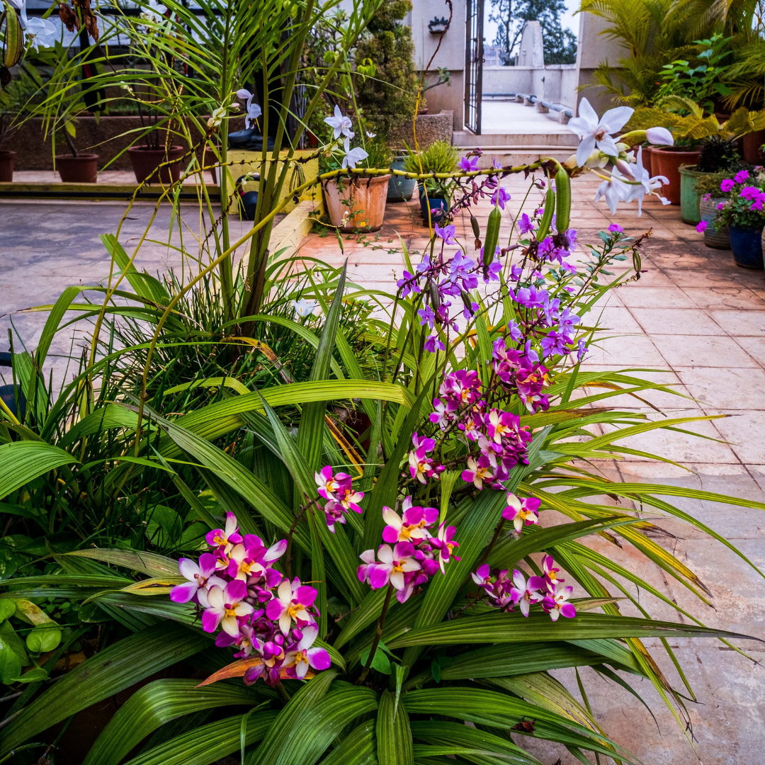Sustainable Landscaping - Advanced