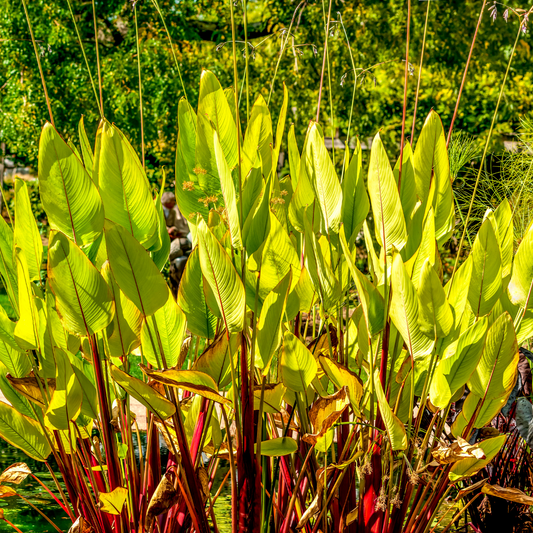 Thalia geniculata ruminoides