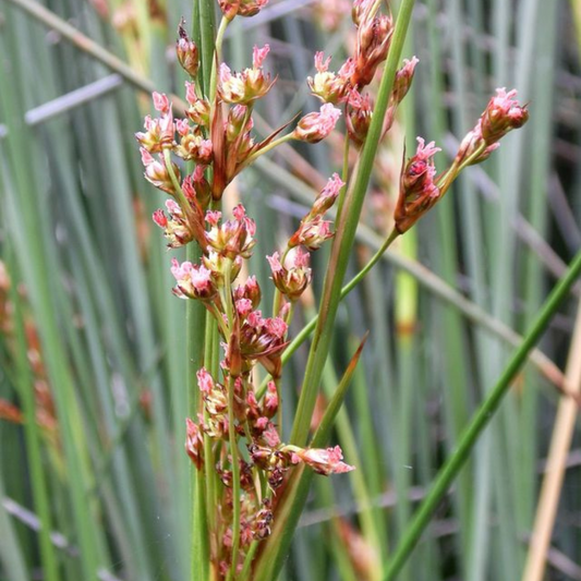 Juncus acutus