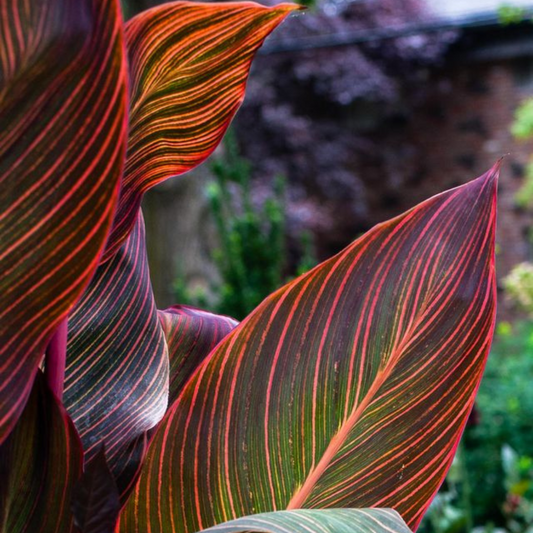 Canna phasion