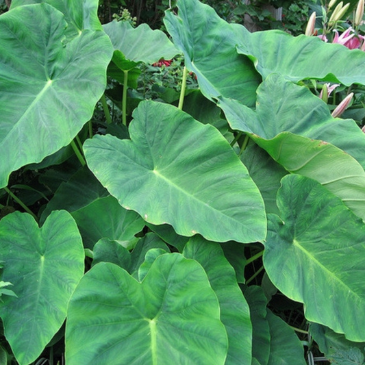 Colocasia esculenta (Elephant Ear)
