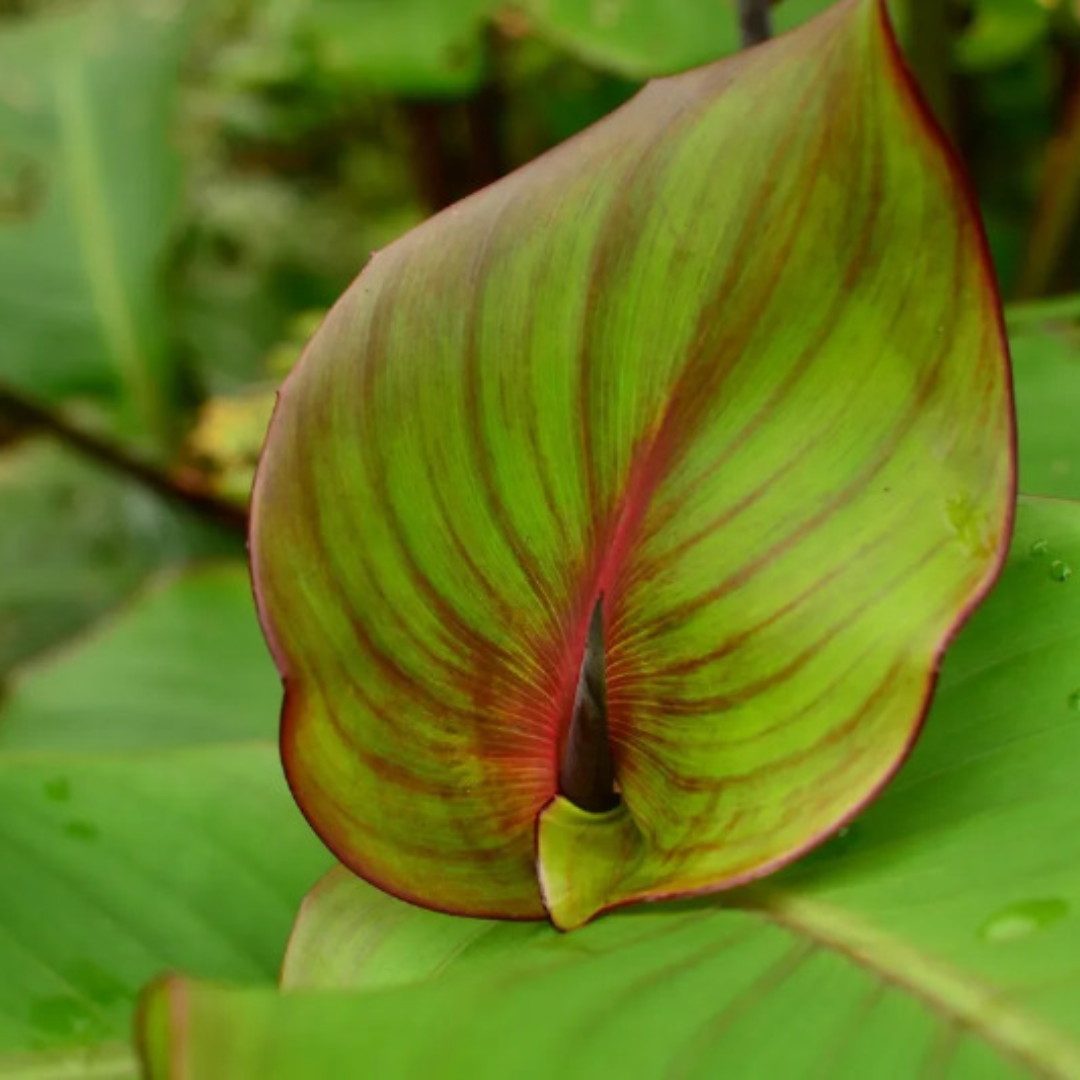 Canna edulis
