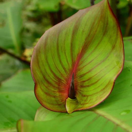Canna edulis