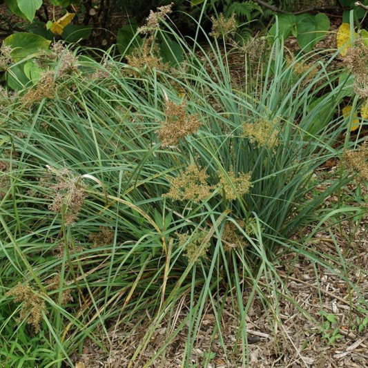 Cyperus javanicus