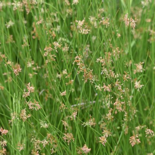 Juncus effusus