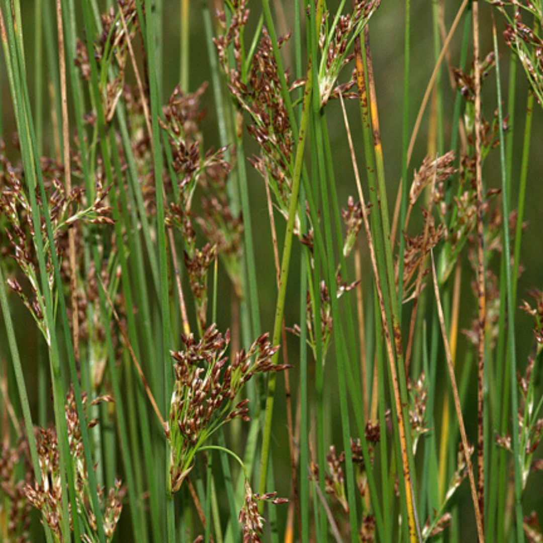 Juncus inflexus