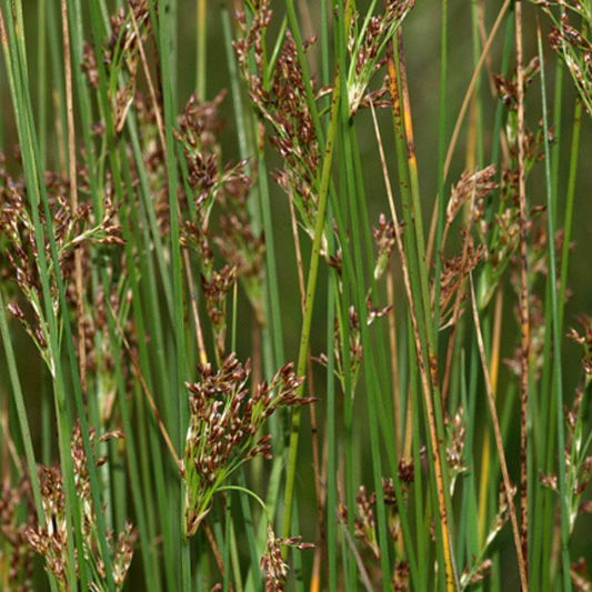 Juncus inflexus