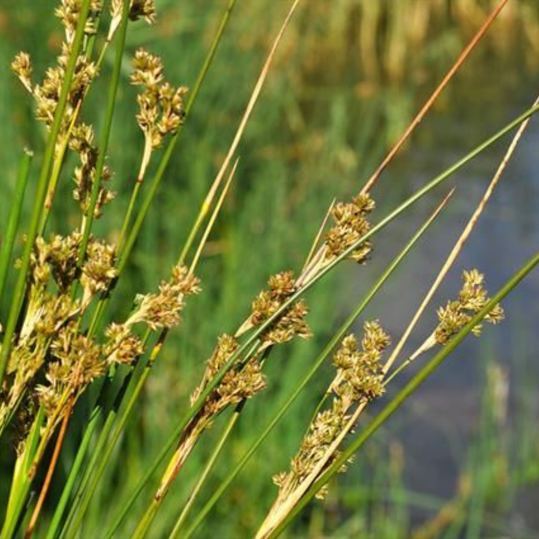 Juncus maritimus
