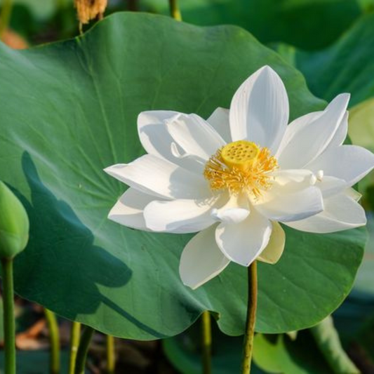 Nelumbo lutea Wild