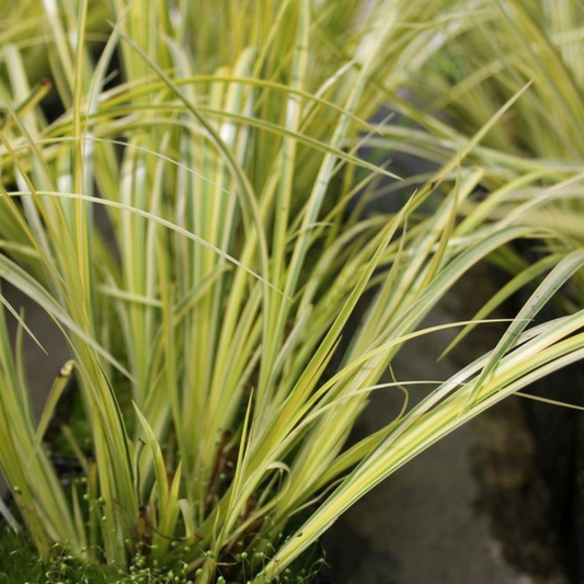 Acorus calamus 'Variegatus'
