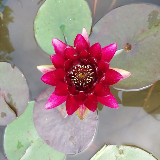 Nymphaea Black Princess